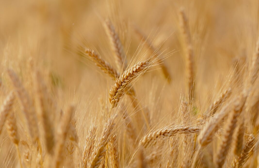 земеделие пшеница жито